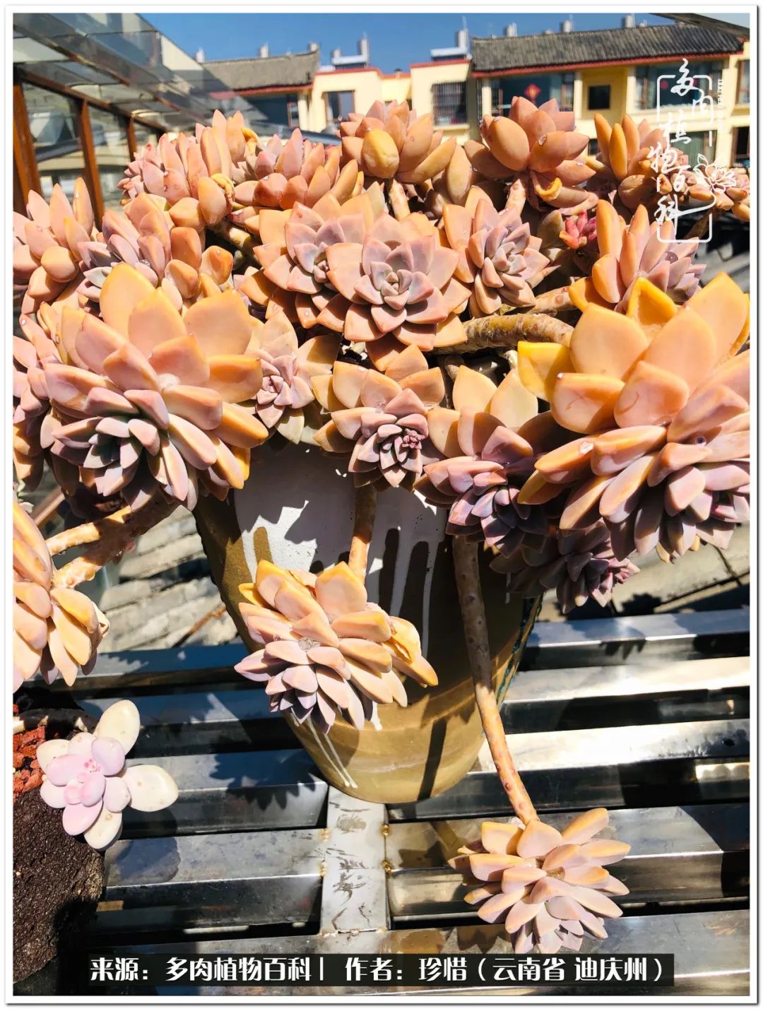 给生命一份淡然还岁月一份从容,给生命留一份洒脱的话