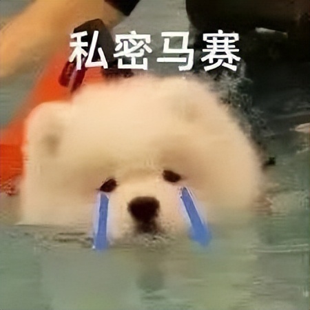 蜜蜂小狗搞笑视频,蜜蜂小狗搞笑剪辑视频