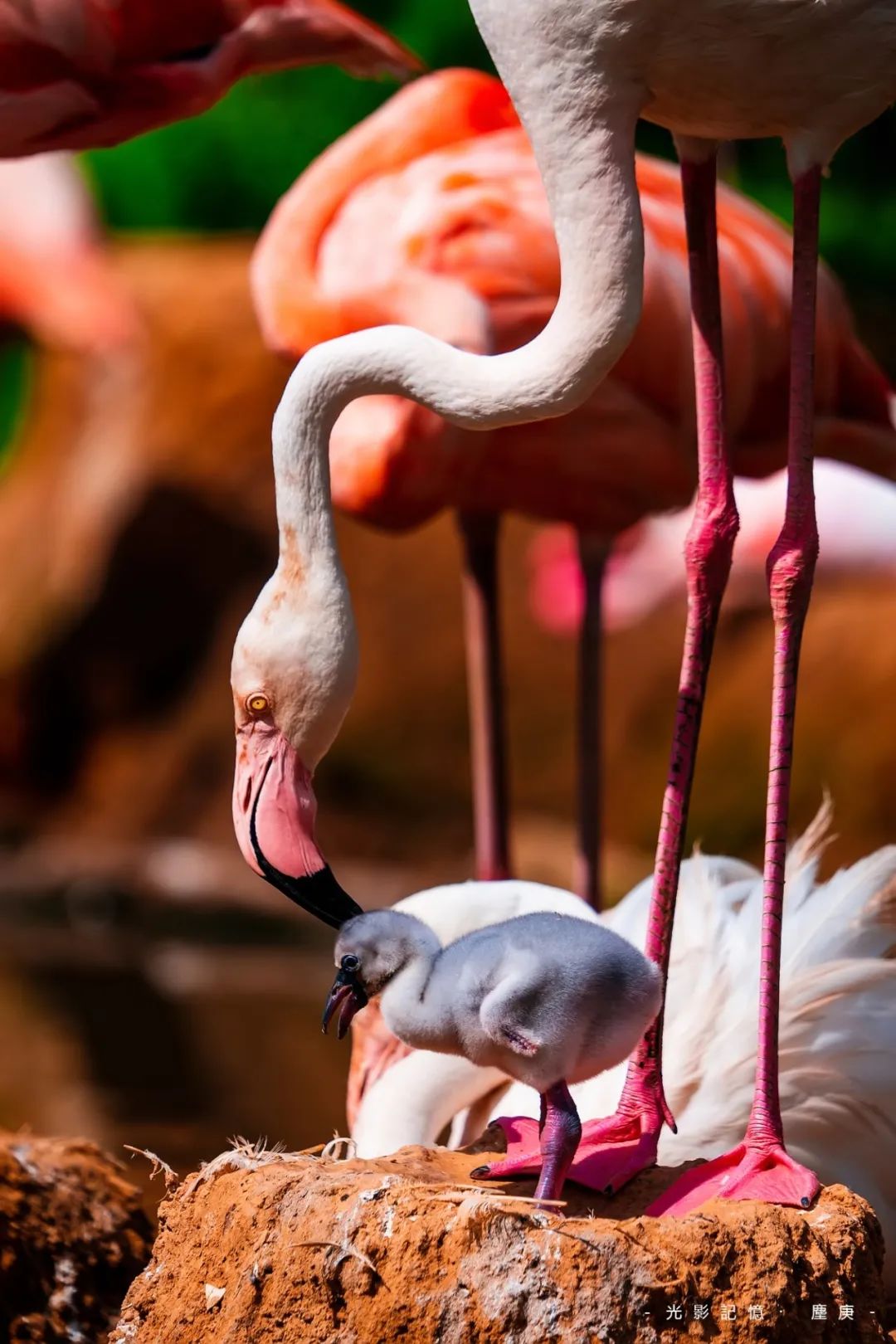 150-600mm超长焦镜头,150-600长焦镜头能拍多远