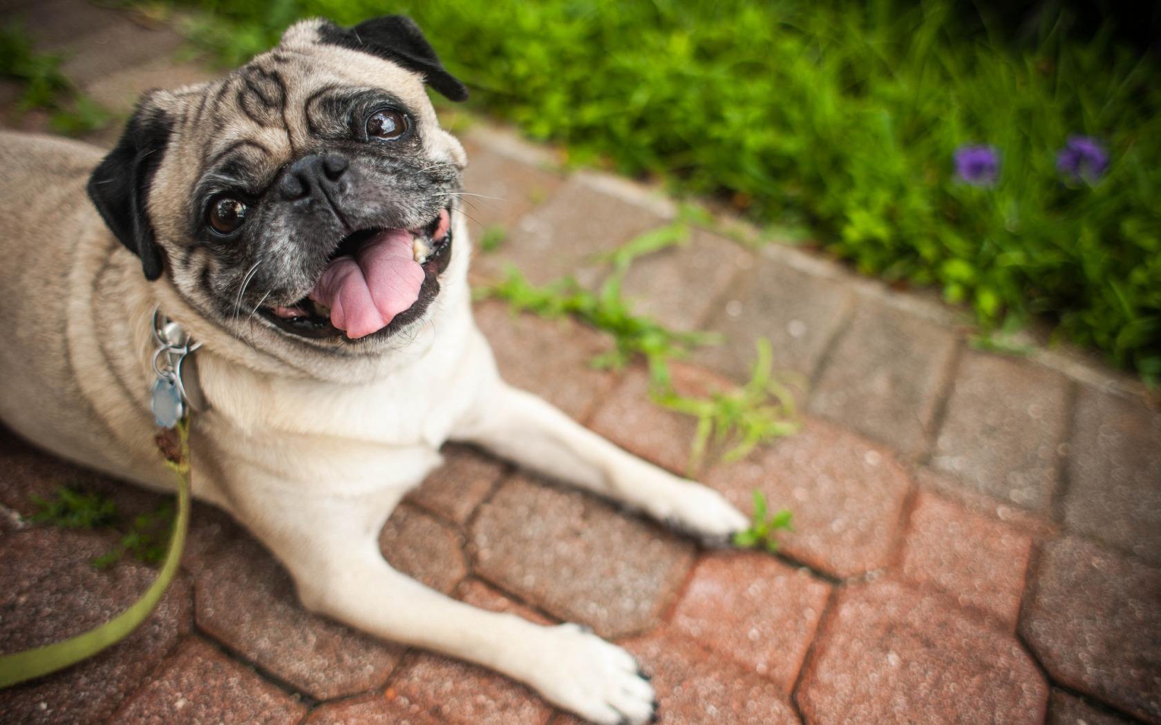 领养狗狗领什么狗最好 (领养和购买宠物狗的区别)