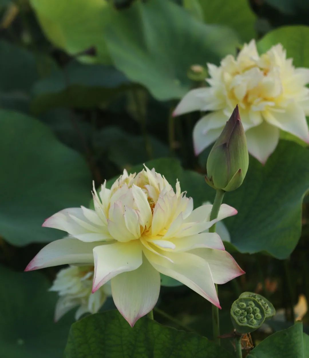 绝美的荷花品种大全图集,超好看荷花品种大型荷花