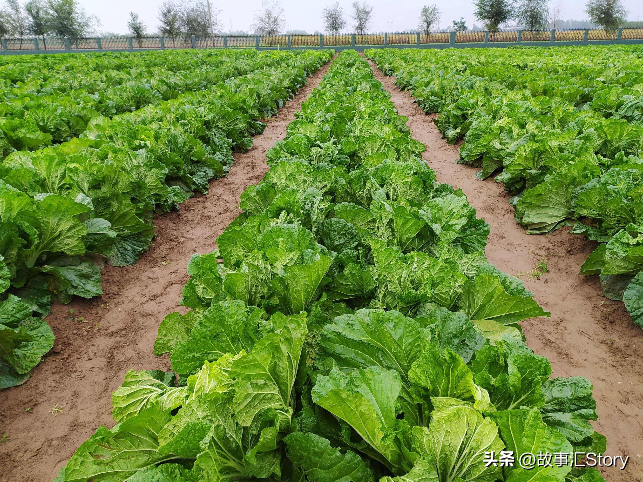 夫妻俄罗斯种菜,安徽夫妻种菜
