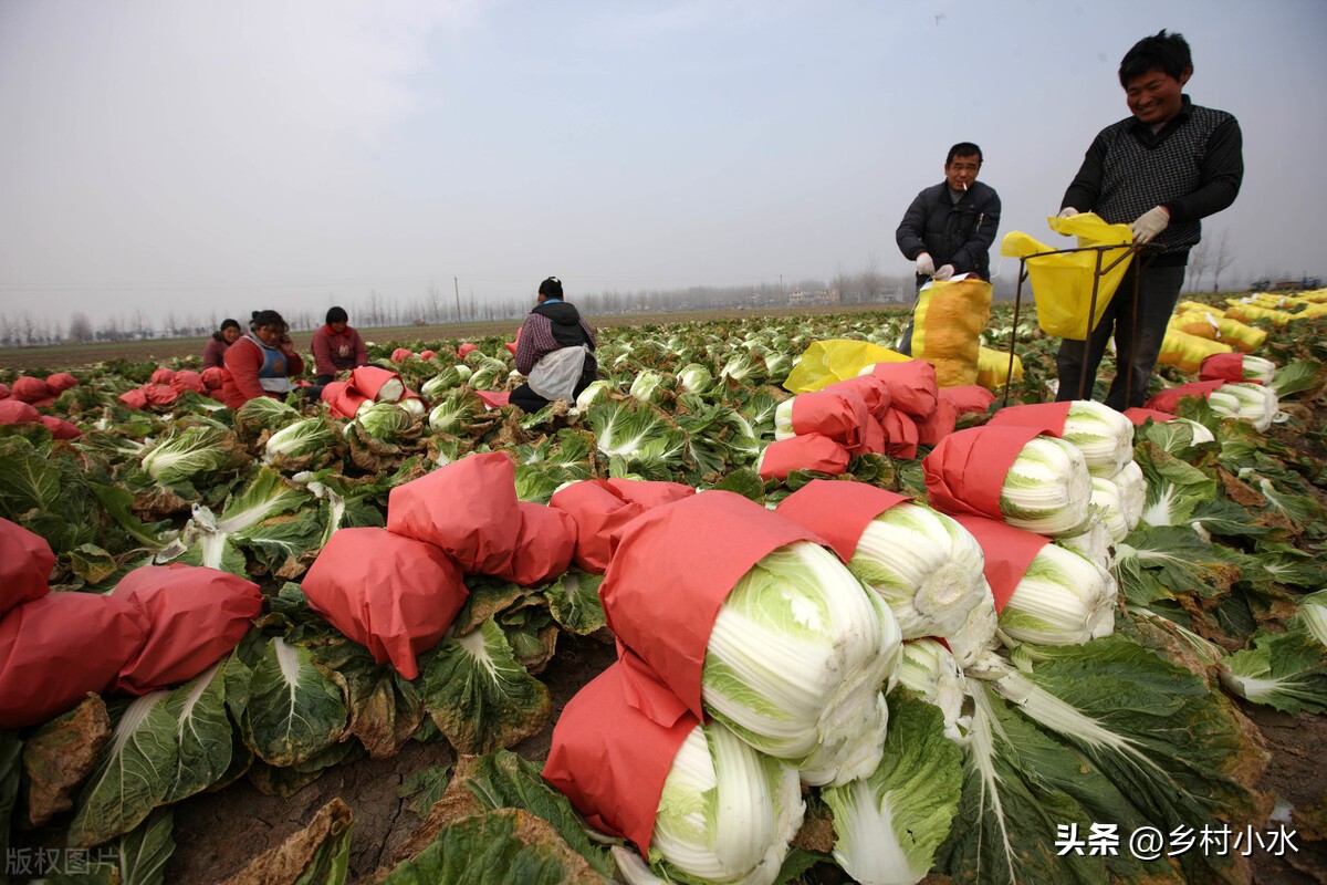 白菜出苗后需要打什么药,白菜刚种完太旱咋办