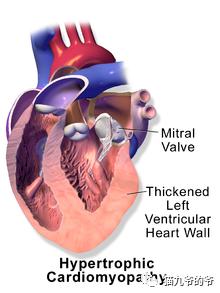 猫界赫本布偶猫,猫中女神布偶猫