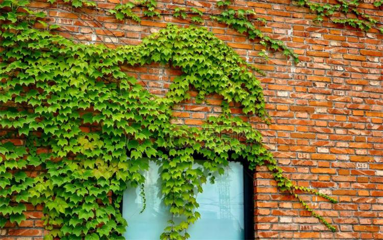 爬山虎怎么种植能快速生长,爬山虎种植技术和注意事项