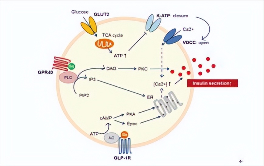 ZIP转运蛋白内部锌摄取的组氨酸突变体细胞活性自我调控机制