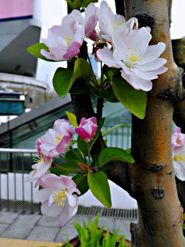 西府海棠花白色,西府海棠花骨朵