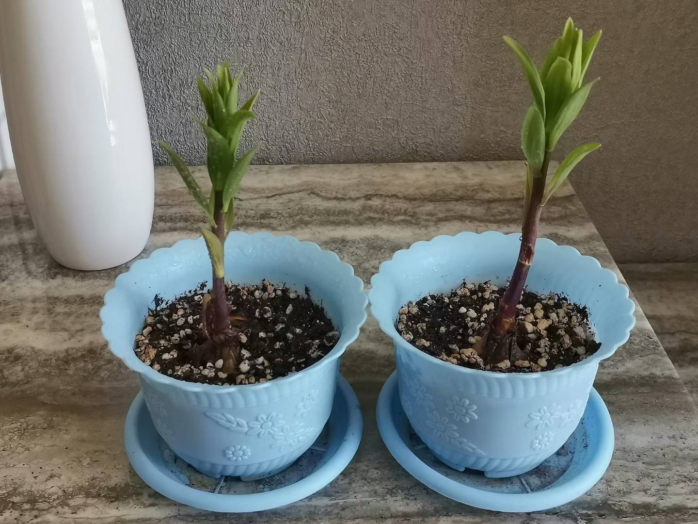 冬季盆栽百合花开完怎么处理,百合花种球冬季种植方法