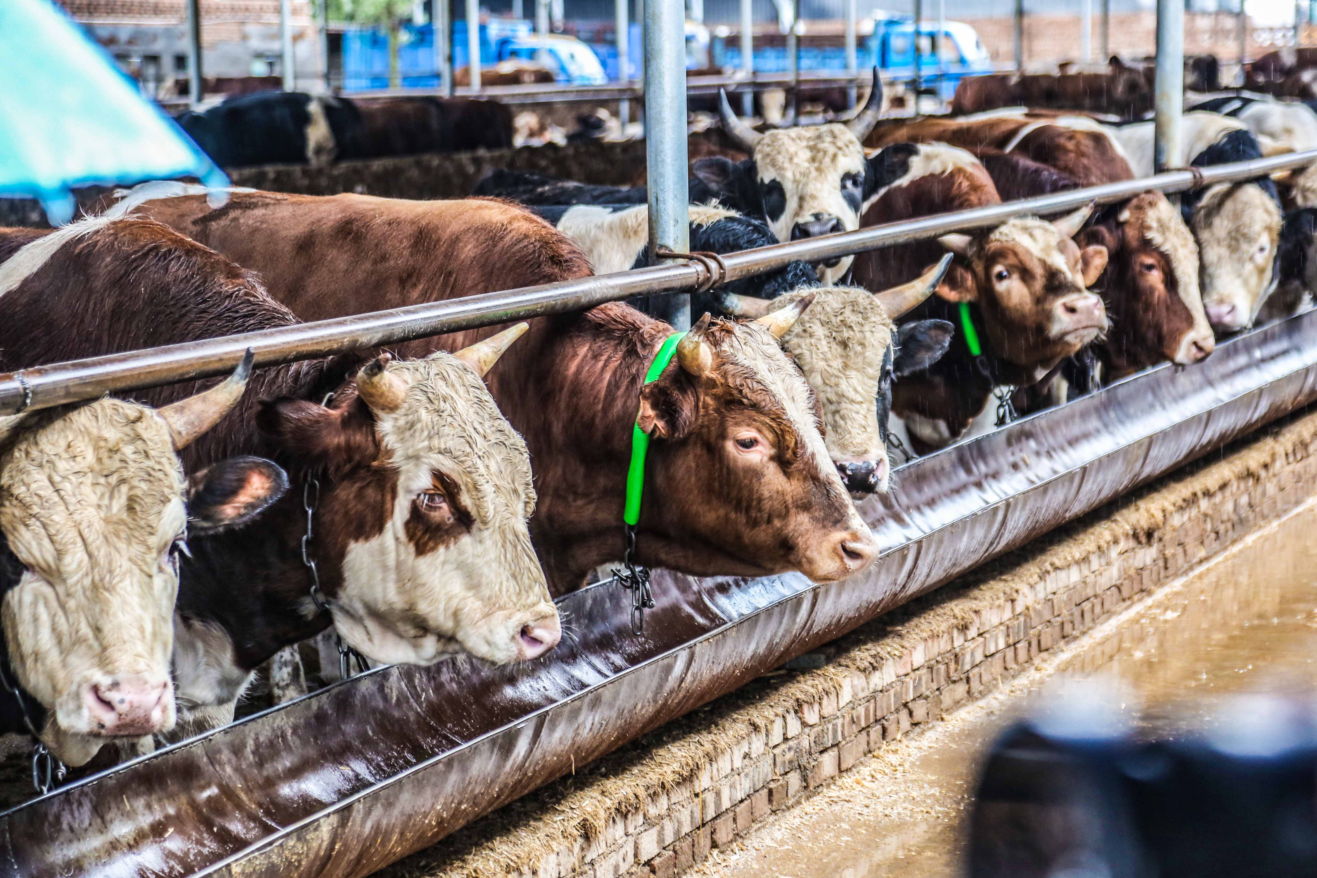 山西晋牛贷,山西养牛贷款需要什么条件