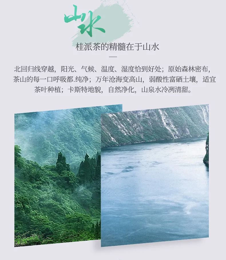 大明山有机绿茶,弱水三千只取一杯茶