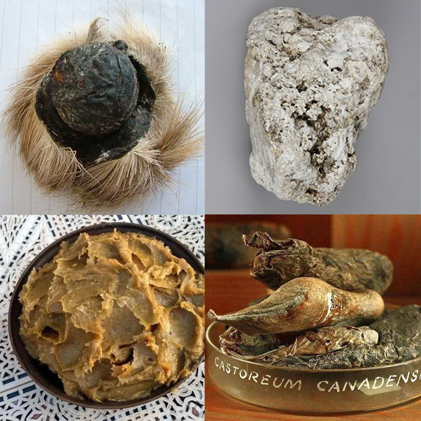 深圳出现“小灵猫”，全身灰黑色斑纹像老鼠，最爱钻进古墓去住？