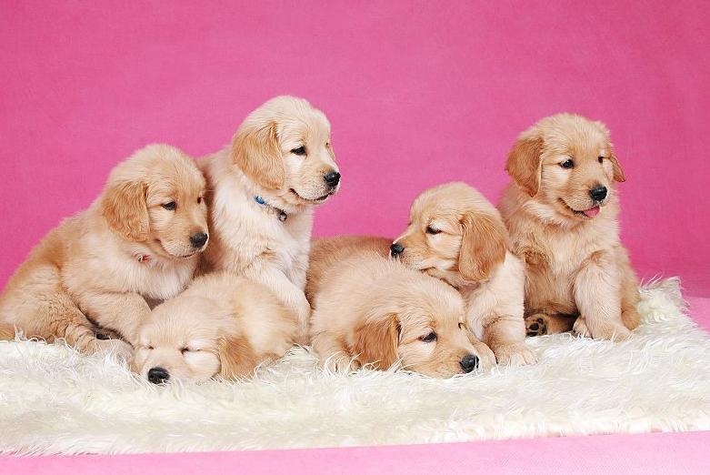 狗狗日常喂养小知识大公开,饲养狗狗的必备知识和技能