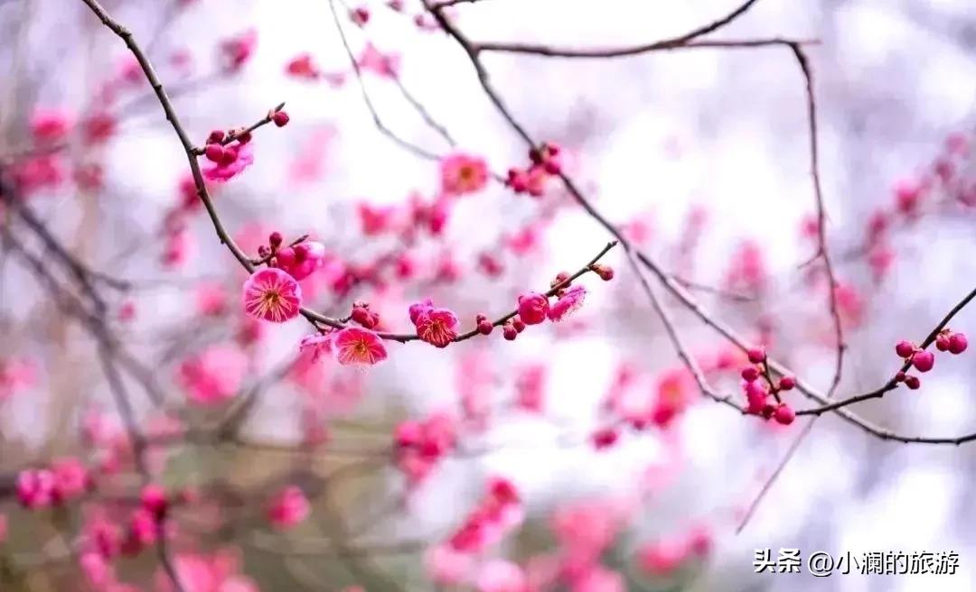江苏赏梅胜地,江浙沪赏梅小众