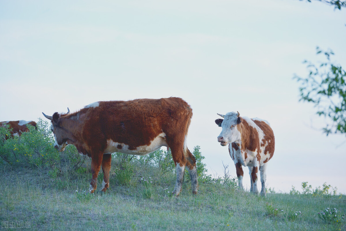 说明文写一写牛的外形特点,牛的一些介绍和特点是什么
