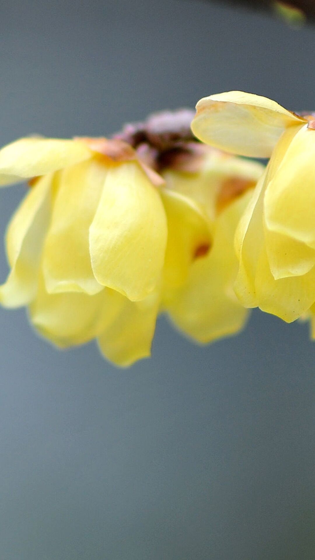篱菊抱香死，化入岁寒枝——腊梅，腊月之花，凌寒早放，傲骨天香