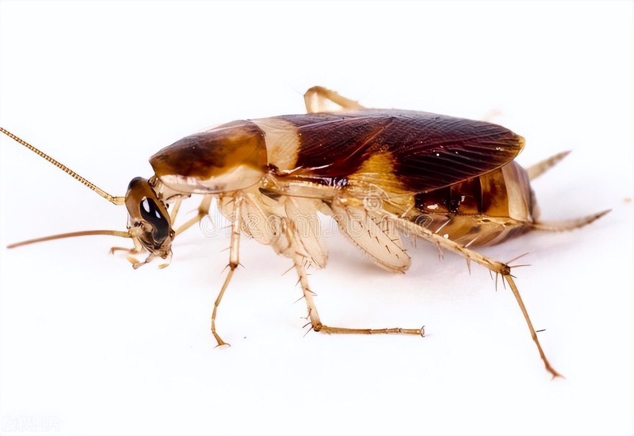 蟑螂最怕3个克星怎么样消灭蟑螂,消除蟑螂又不杀蟑螂最好方法