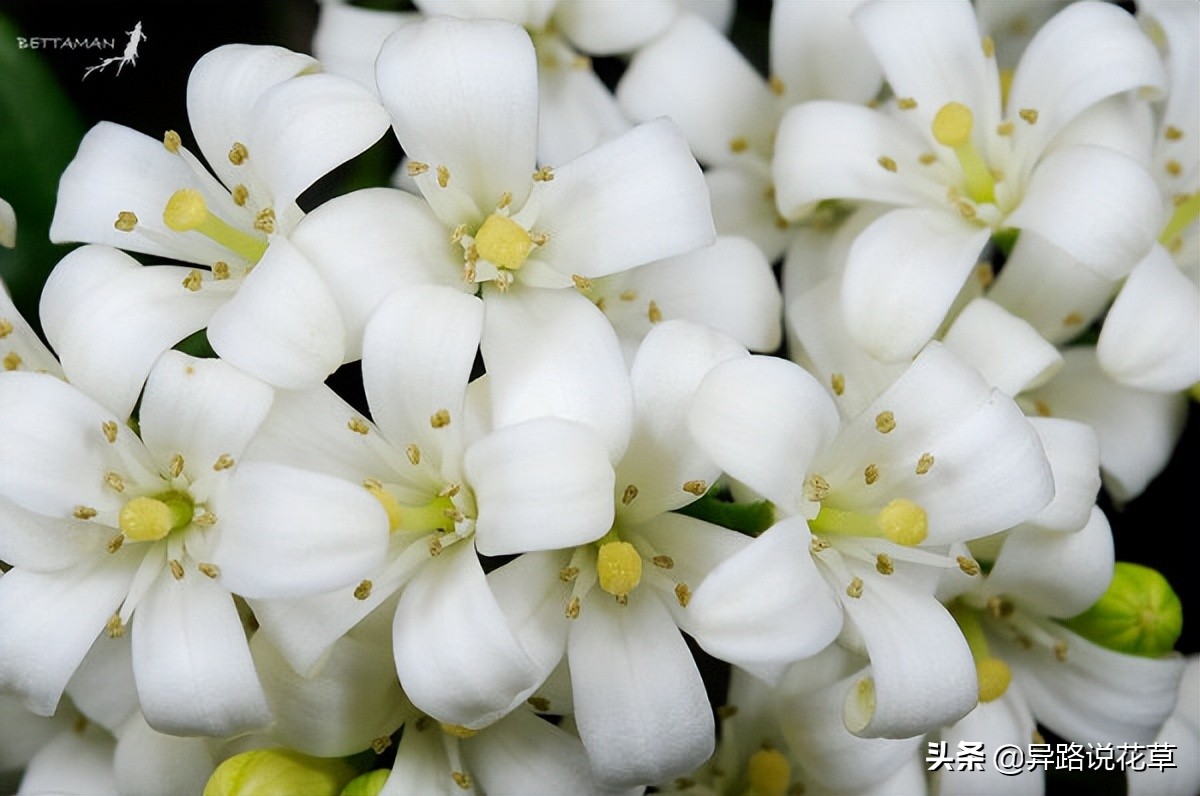 七里香：七里香歌好听，名字也很美，花语动人，花朵更“惊艳”
