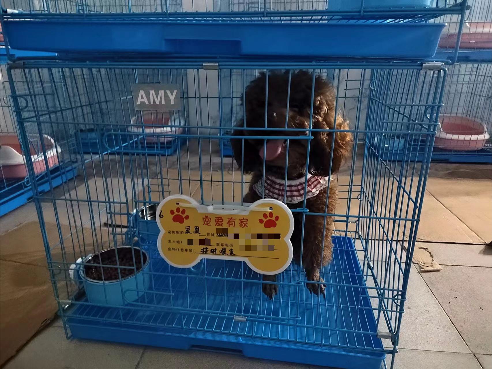 建宠物方舱,疫情期间深圳给宠物建方舱