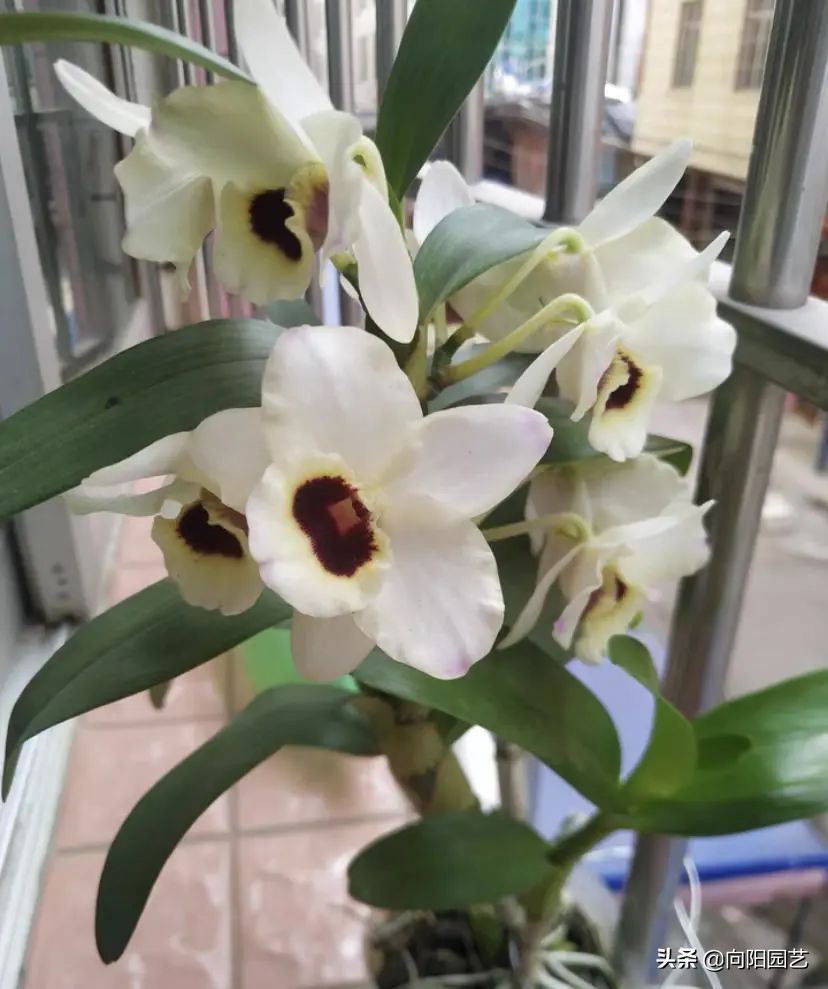 石斛高芽养多久会开花,石斛花开好看不