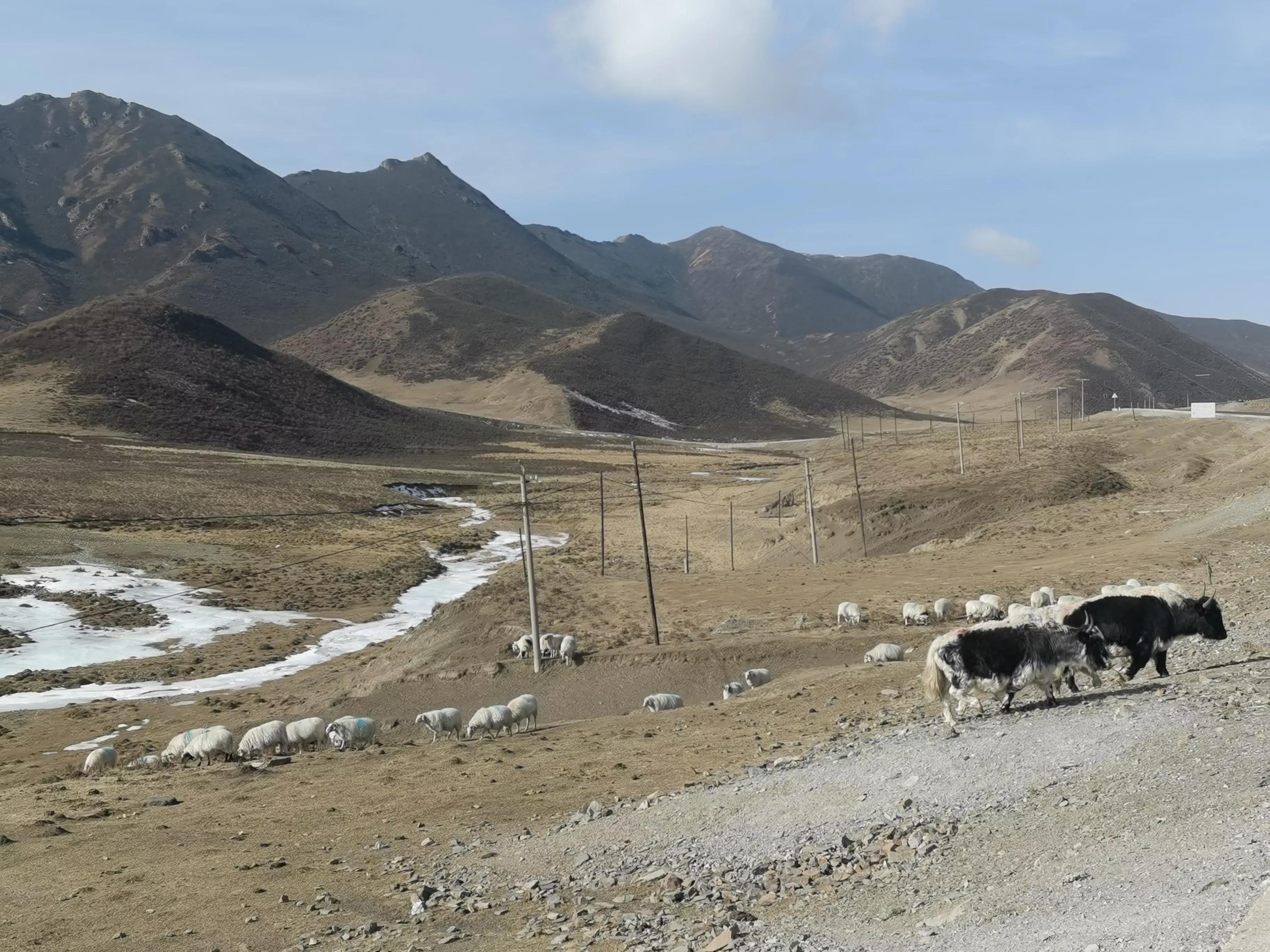 现在的羊价育肥羊能赚钱吗,羊养殖羊价