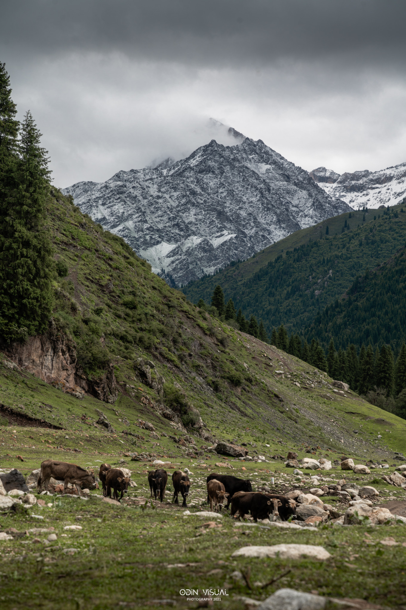 新疆伊犁之美,走了一圈才发现世界万物远不及你