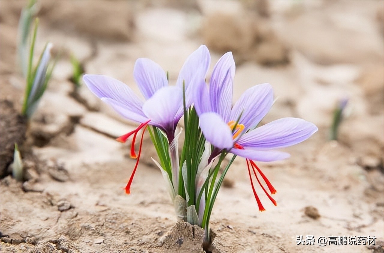 高鹏说药材：2023年药食同源品种种植推荐—西红花