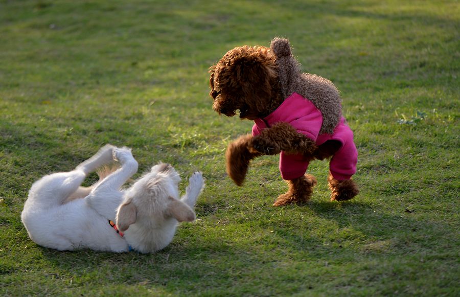 狗狗交配时，为何会发出“惨叫”呢？