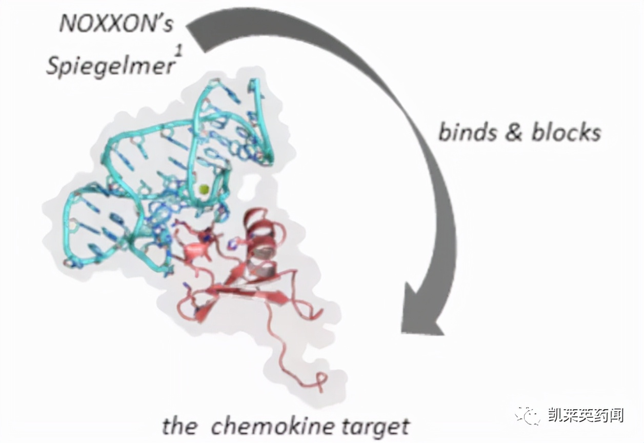 新药巡礼:核酸“抗体”曙光已现,NOX-A12发力肿瘤治疗