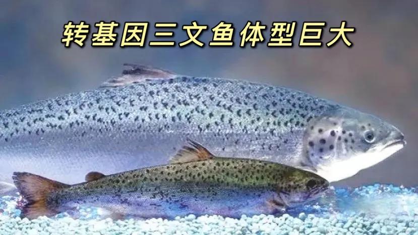 荧光斑马鱼夜光吗,蝶翼斑马鱼由来