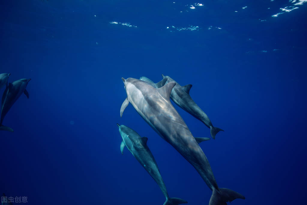 海豚的生殖方式,雄海豚和雌海豚是如何繁衍的