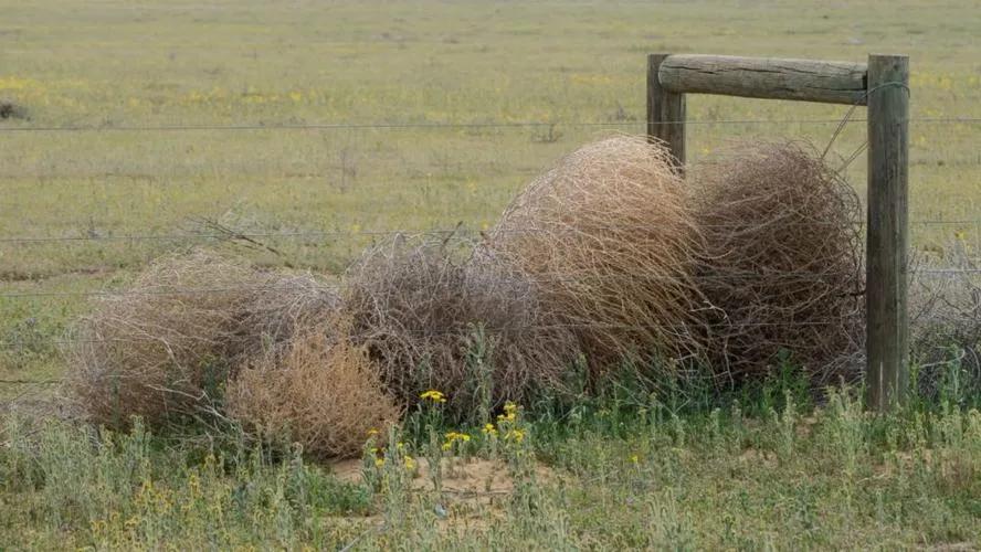 风滚草在美国泛滥成灾，入侵多条公路，为何在我国却难以长大？