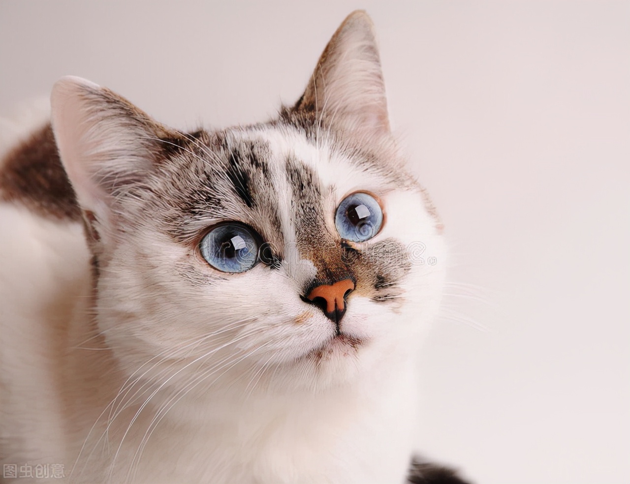 猫眼睛肿了流泪怎么回事,孩子摸了猫眼睛就肿怎么回事