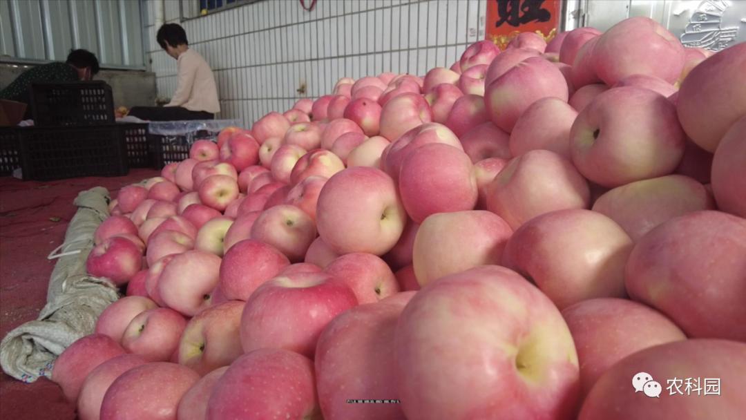 红将军苹果价格,红元帅苹果今日价格