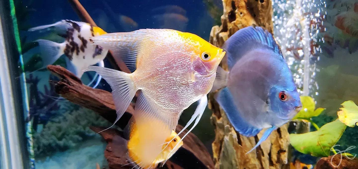 各种漂亮鱼的名称及图片,漂亮可爱的海水观赏鱼