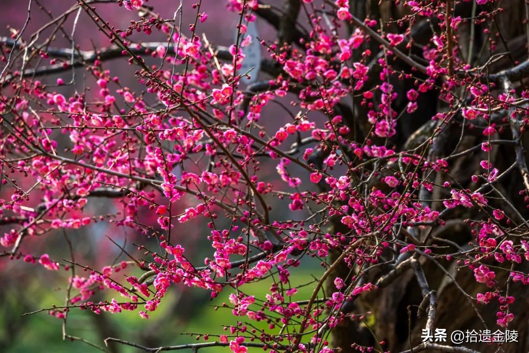 南京看梅花的地方,南京梅花里房价