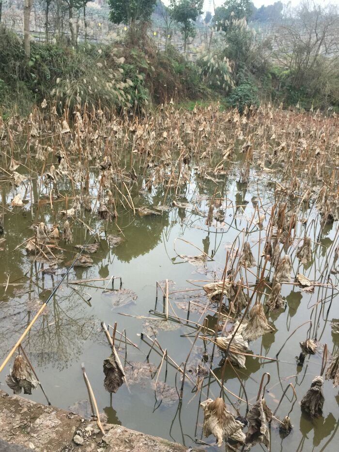 冬天野钓湖库怎样选钓点,冬天池塘钓点的选择方法和技巧
