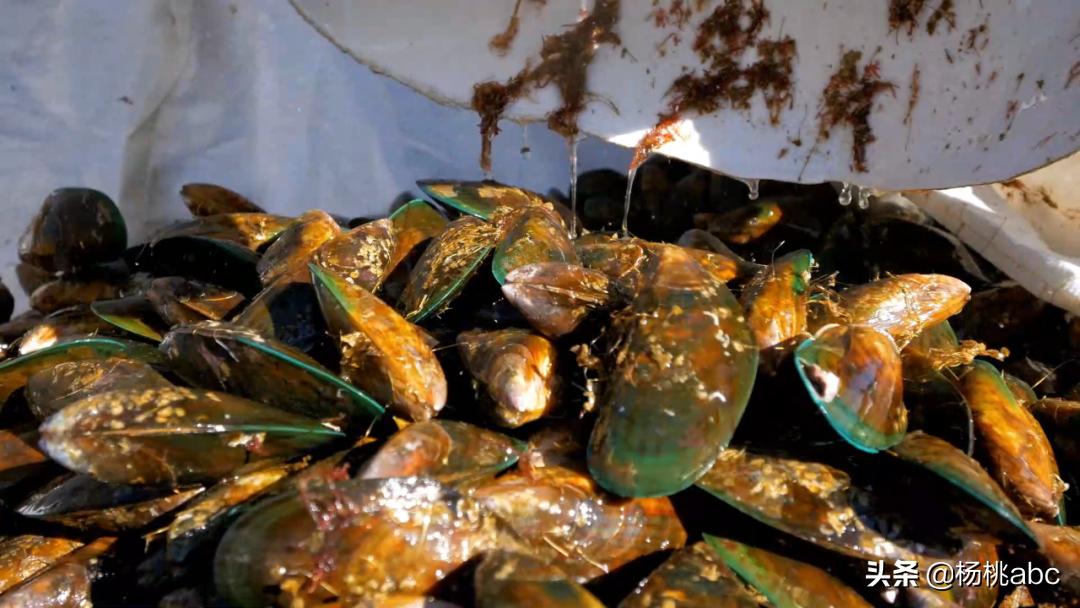 夜宵海鲜高蛋白,晚上夜宵吃什么海鲜不发胖