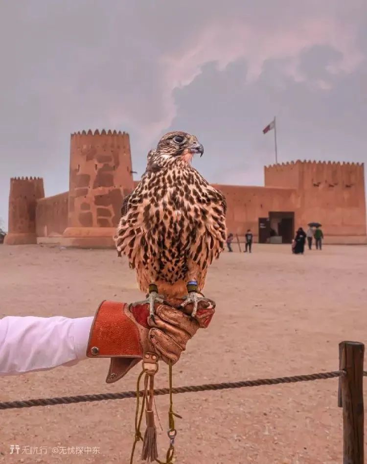 世界杯秘籍书,这份观赛指南请收好