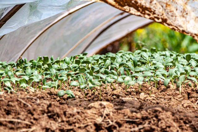 防止大蒜各种病害促进生根壮苗,详解各类蔬菜病虫害防治技术
