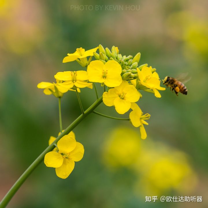 神经性耳鸣戴助听器可以缓解吗,耳鸣操能缓解耳鸣吗