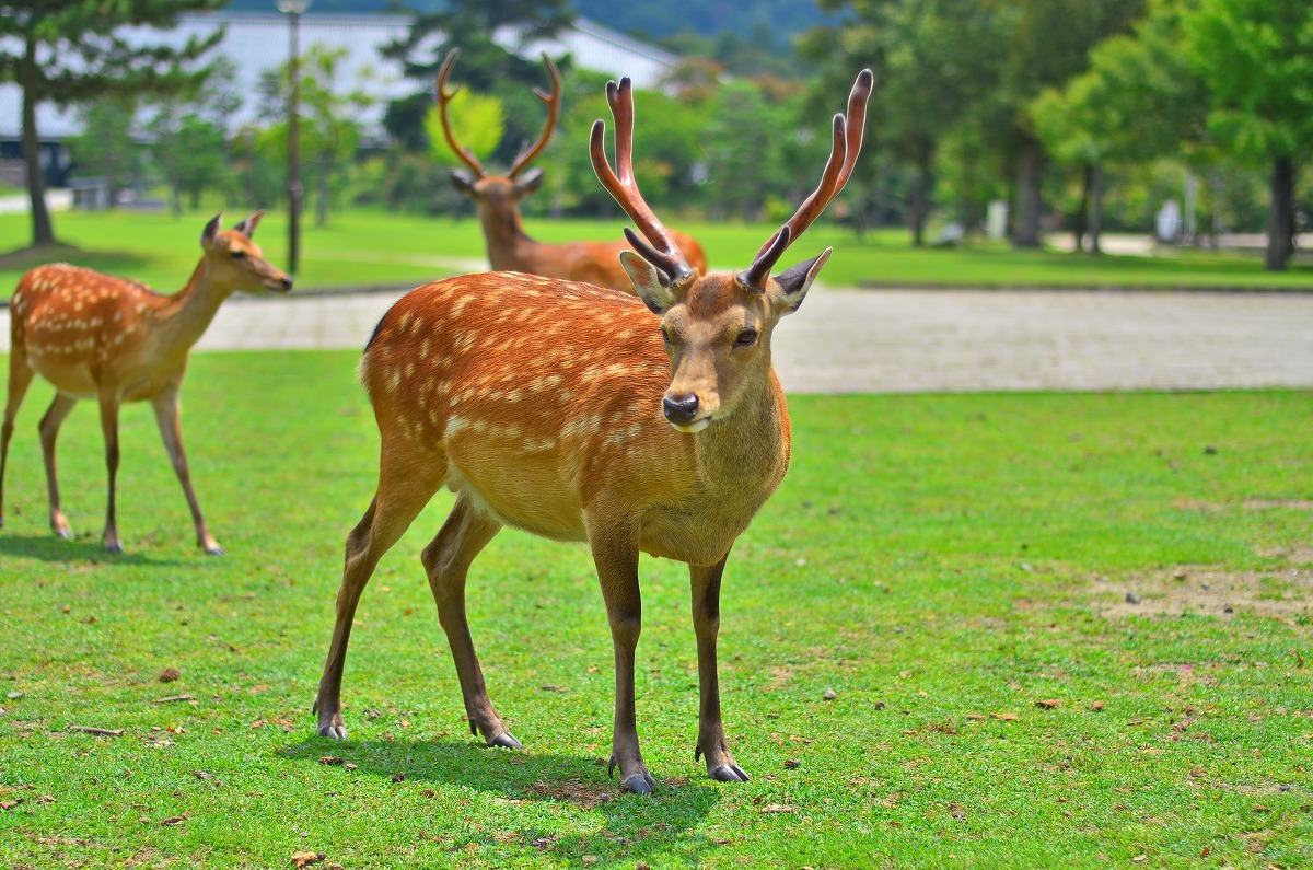 世界疫情变化动态图,疫情后世界的变化