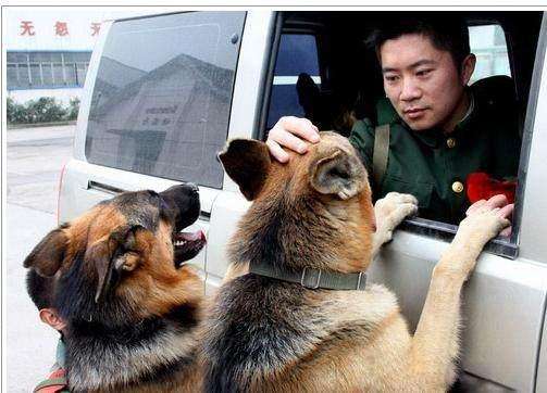 哪类狗狗忠诚度高又聪明,对主人最忠诚的狗狗排名榜凶猛犬