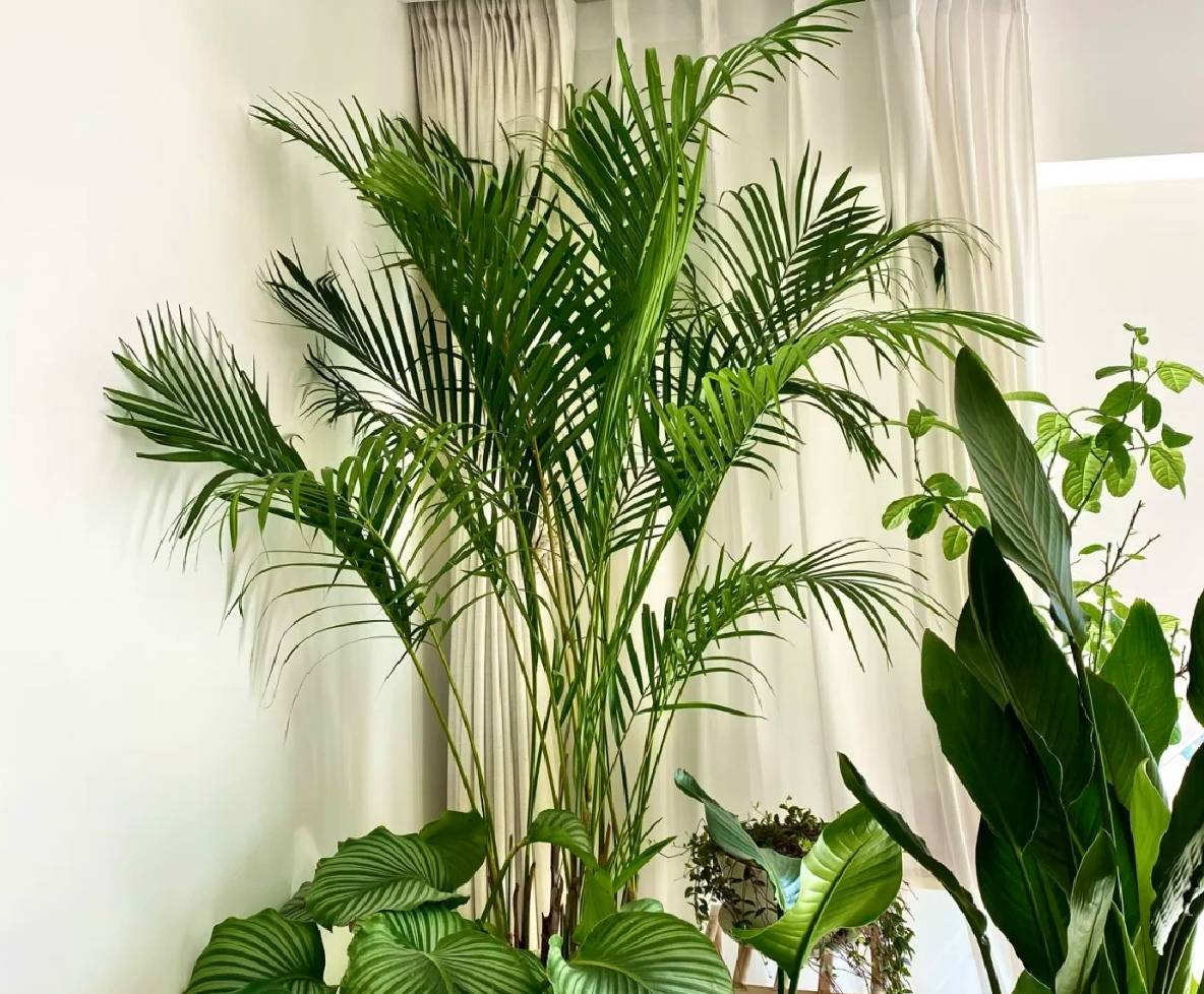 5种花是懒人养花首选,人养花花养人适合室内养的6种花