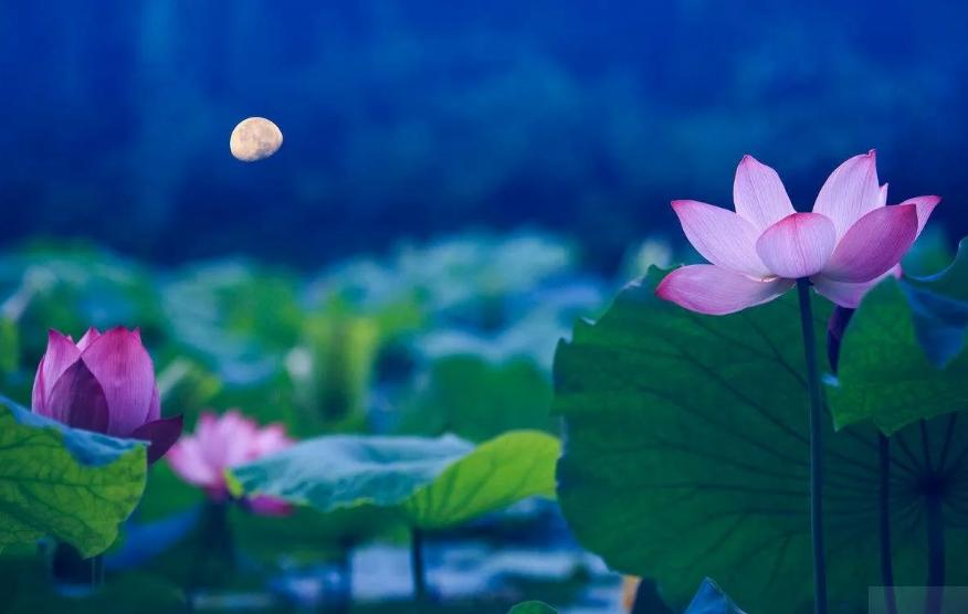 周嗣远|接天碧叶莹如玉，夕照芙蓉万朵花（原创荷之歌25首）