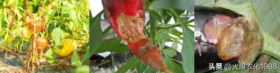 杀灭各种病原菌及微生物,如何杀真菌细菌病毒