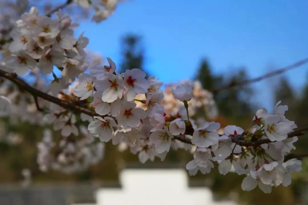 带你去看不一样的黄山之美,2020黄山旅游攻略带你玩转黄山