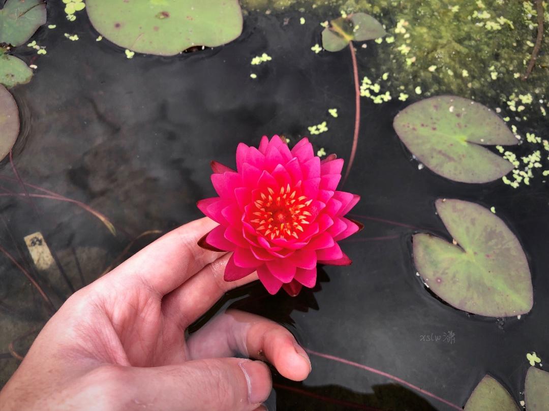 95后广东小伙痴迷睡莲育种,95后小伙痴迷睡莲育种