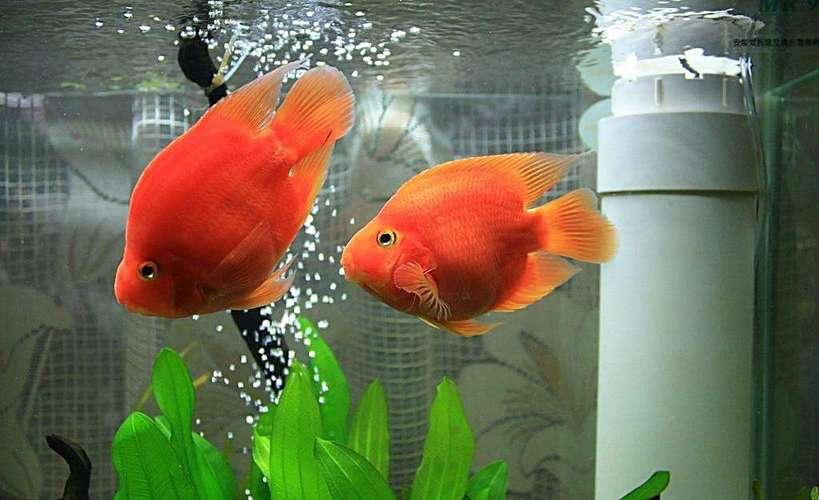 新手养鹦鹉鱼需要注意什么,养鹦鹉鱼应该注意什么问题和细节