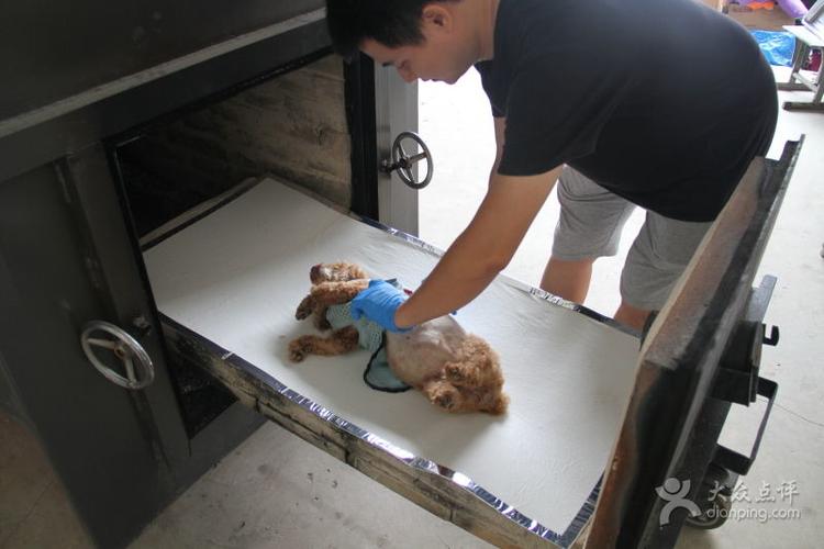 家里养的宠物狗死了怎么处理,家里宠物死了怎么办