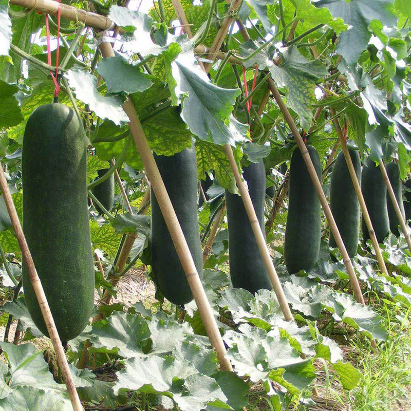 冬瓜的水肥管理,想要西瓜高产用什么肥合理